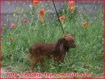 Coquelicots