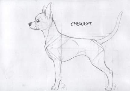 Image7